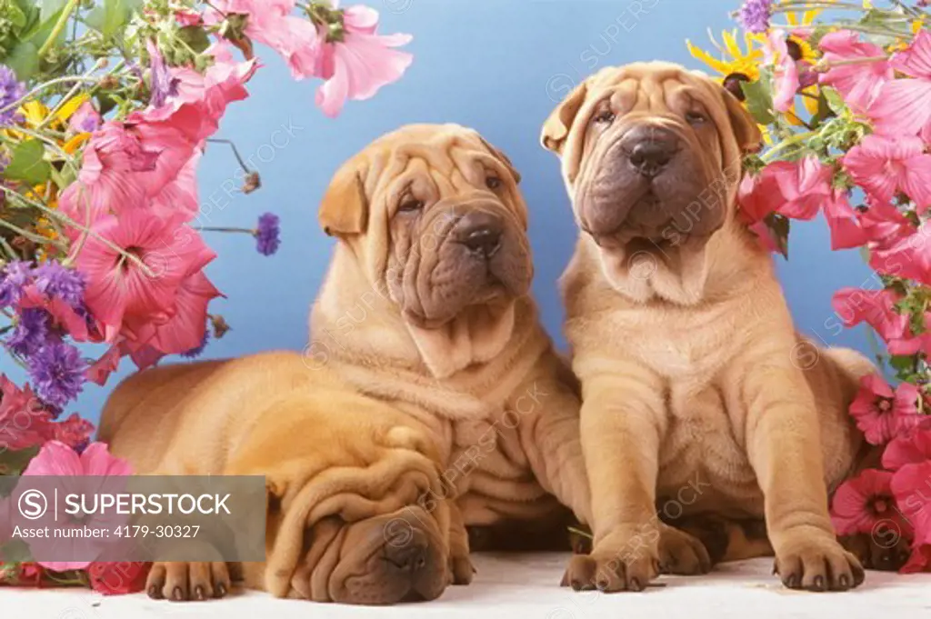 Shar Pei Puppies