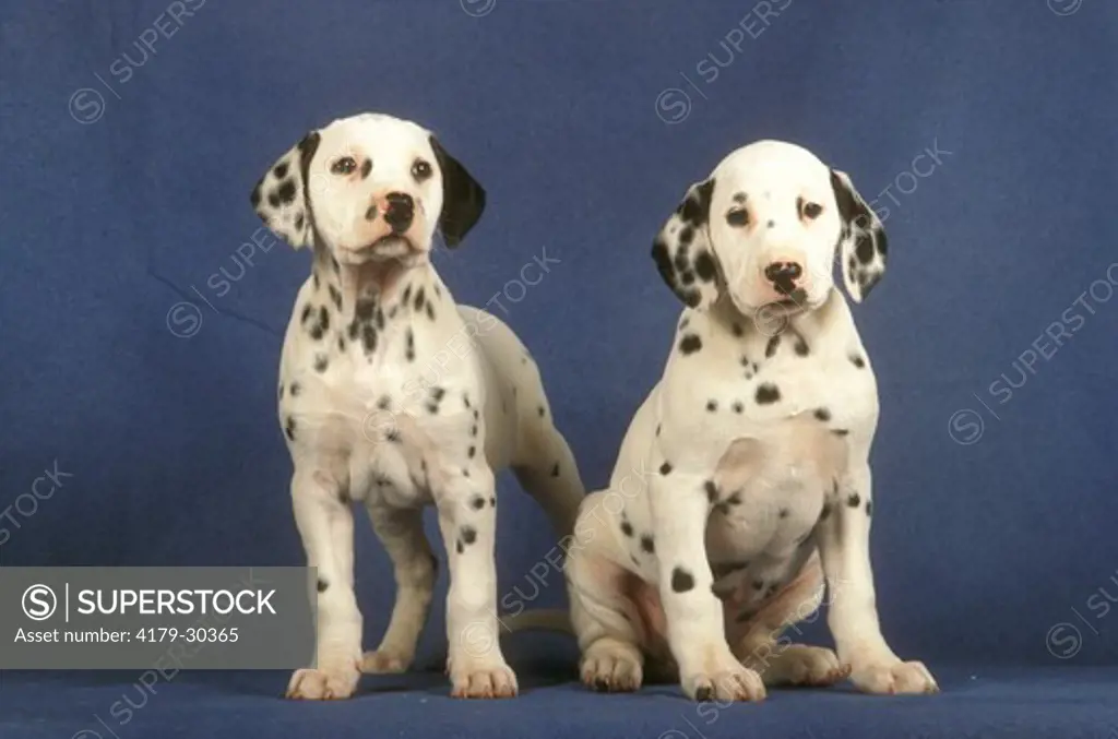 Dalmatian Pupppies