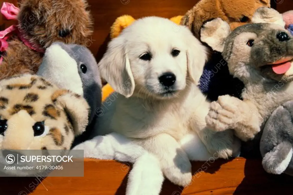 Dog: Golden Retriever Puppy among Stuffed Toys