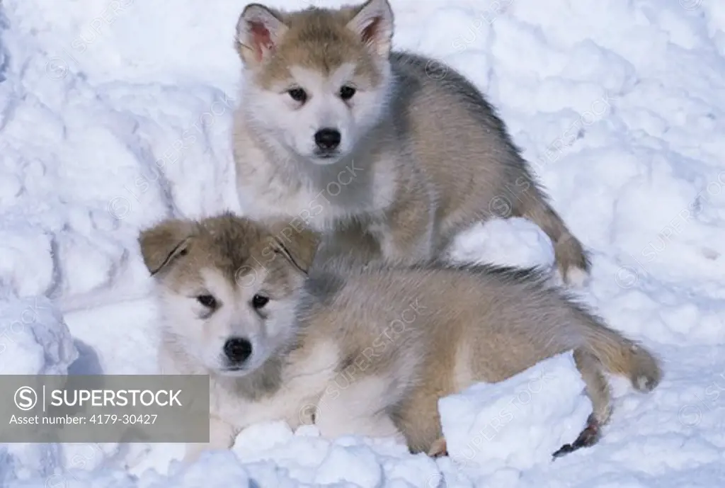 Alaskan Malamute Puppies in Snow