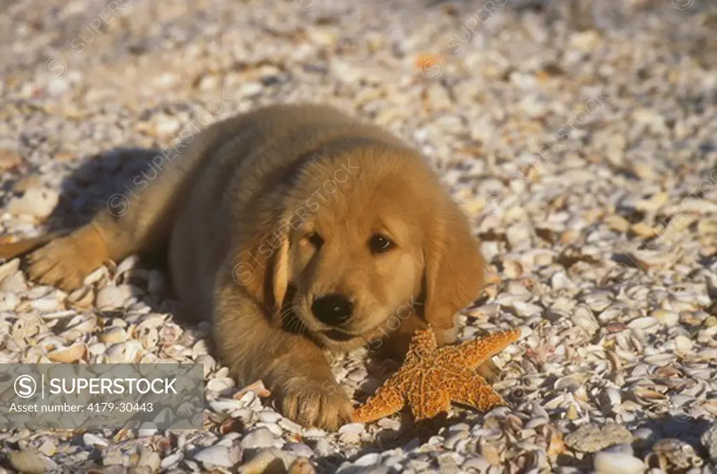 Golden Retriever Puppy on Beach with Shells and Starfish, Florida