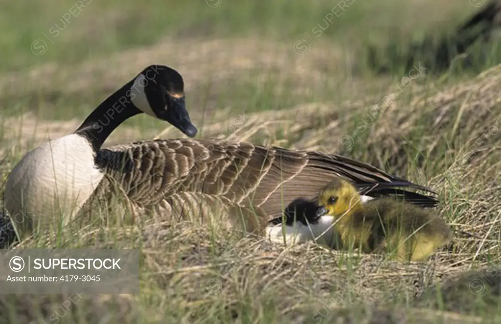 Canada Goose with Young on Nest (Branta canadensis), Eliot, Maine