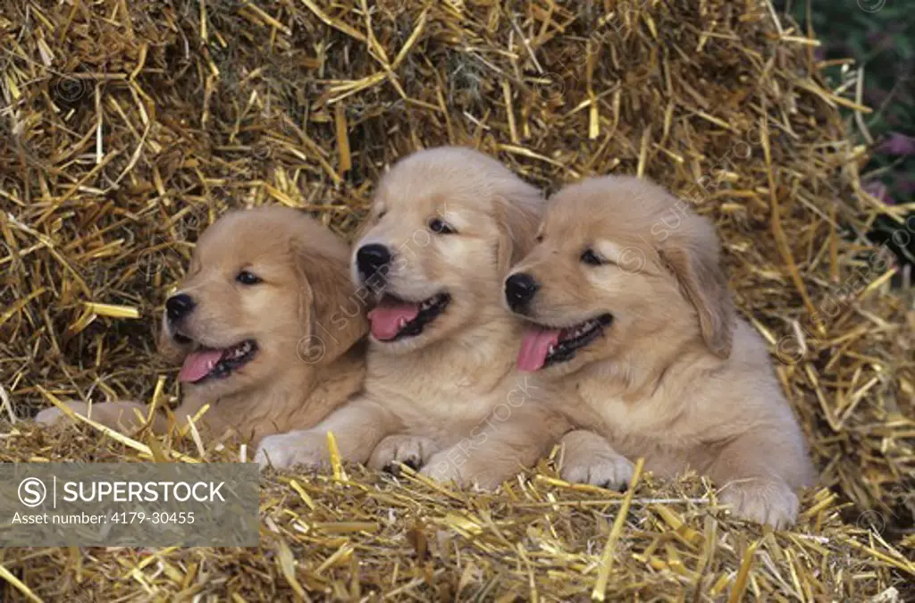 3 Golden Retriever Puppies