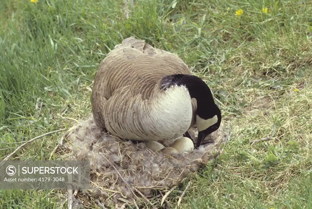 Canada Goose (Branta canadensis) turning Eggs, Scarborough, Ontario