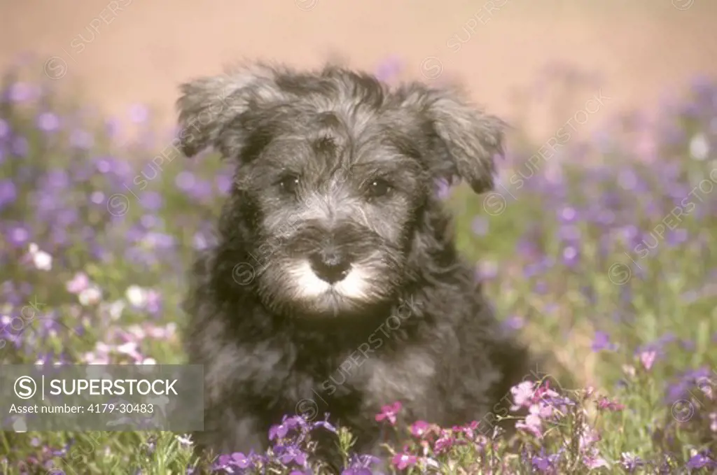 Miniature Schnauzer Puppy in Purple Lobelia Colorado Springs Colorado