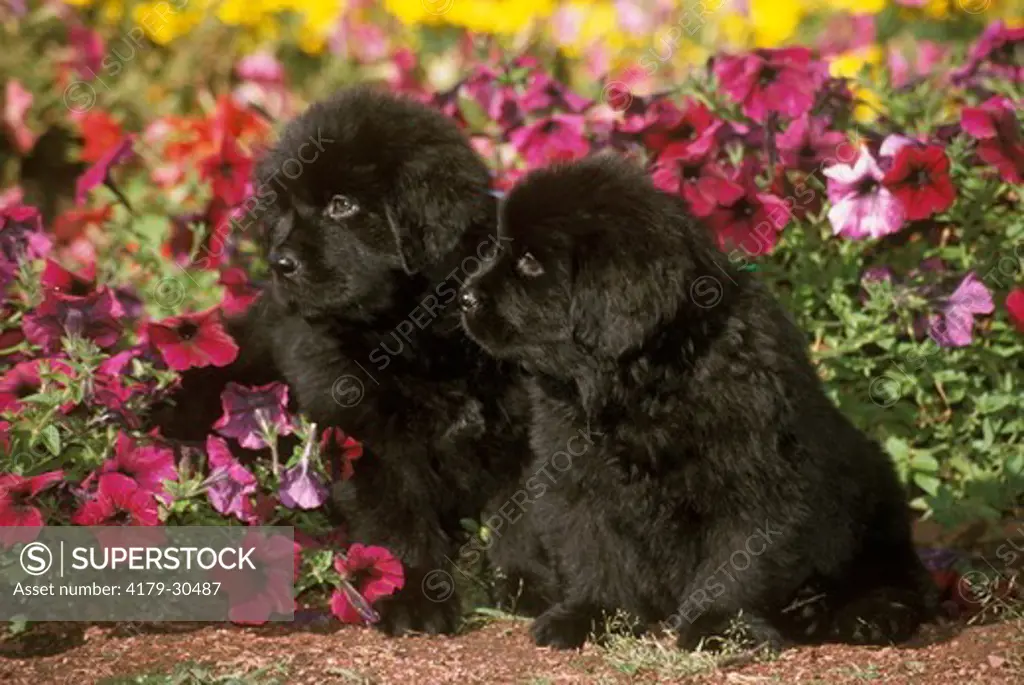 Two Newfoundland Puppies sitting in front of flowers Colorado Springs Colorado