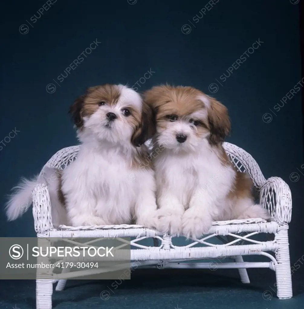 Two Lhasa Apso Puppies on Wicker Chair Colorado Springs, Colorado