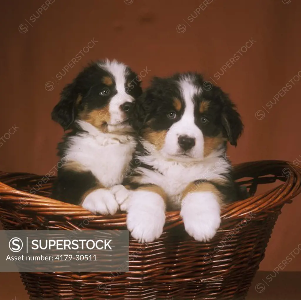 2 Bermese Mountain Dog Puppies in basket Colorado Springs, Colorado