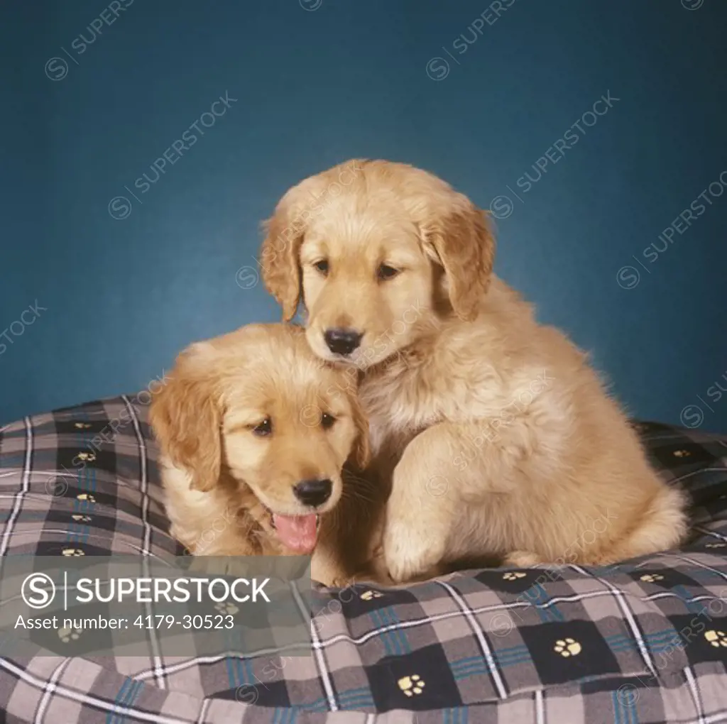 Two Golden Retriever Puppies  on Dog Bed