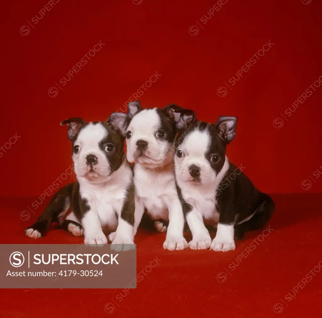 Three Boston Terrier Puppies sitting