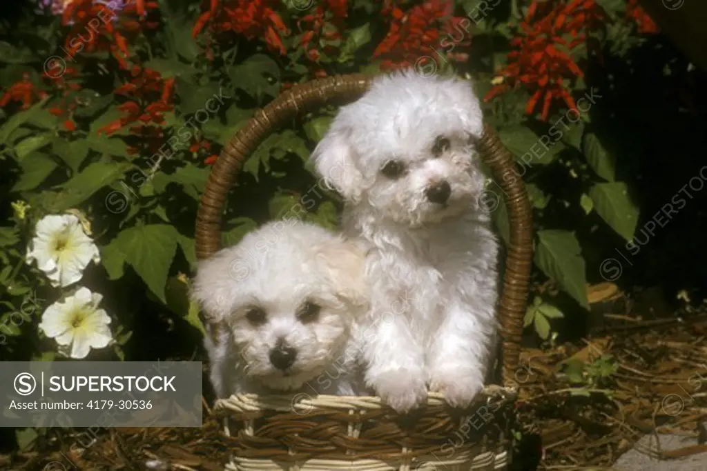 Bichon Frise Puppies in Basket with Flowers behind, CO Springs