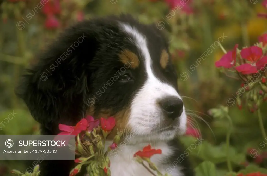 Bernese Mountain Dog Puppy in Geraniums, Head Shot