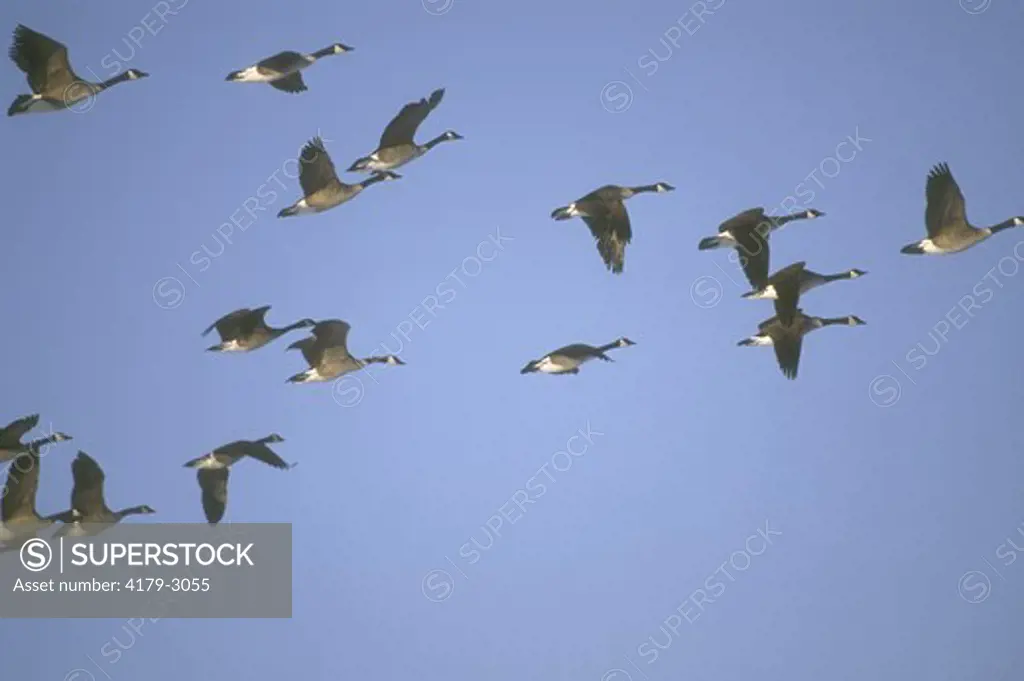 Canada Geese in flight (Branta canadensis) Late February, Wright County, MN