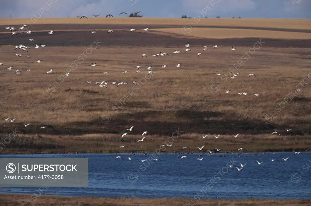 Canada and Snow Geese during Fall migration. Saskatchewan, Canada