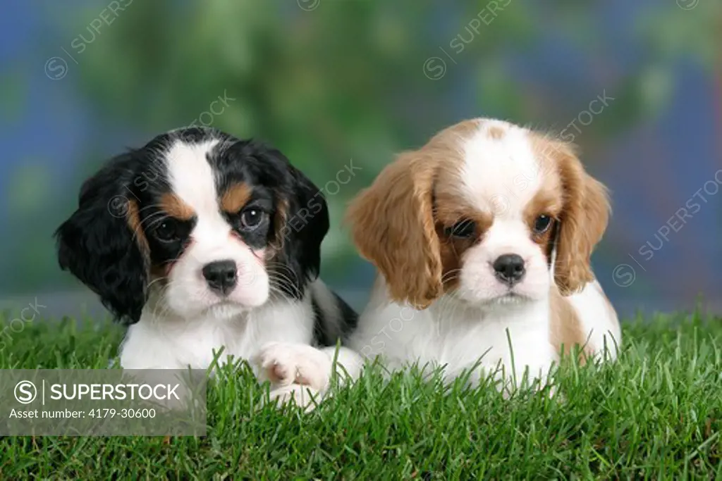 Cavalier King Charles Spaniel, puppies, 8 weeks, Blenheim and tricolour