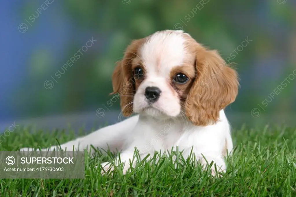 Cavalier King Charles Spaniel, puppy, 8 weeks, Blenheim