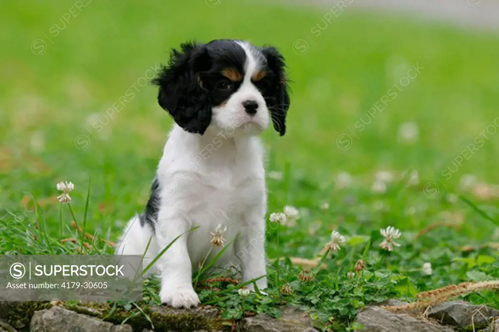 Cavalier King Charles Spaniel puppy, tricolour, 8 weeks