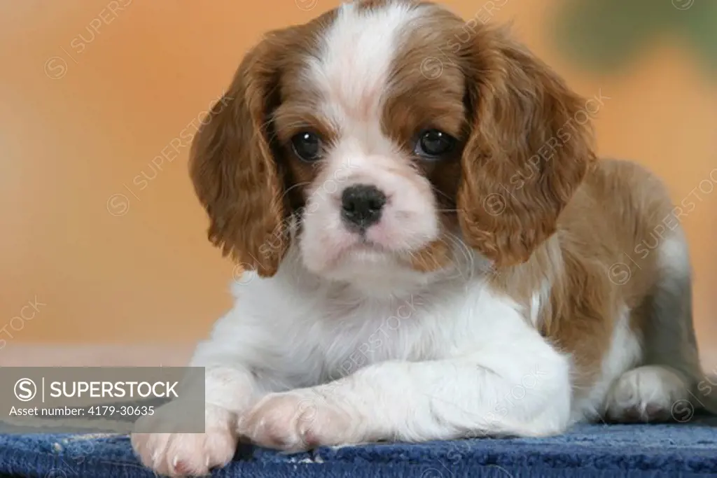 Cavalier King Charles Spaniel, puppy, 7 weeks, Blenheim