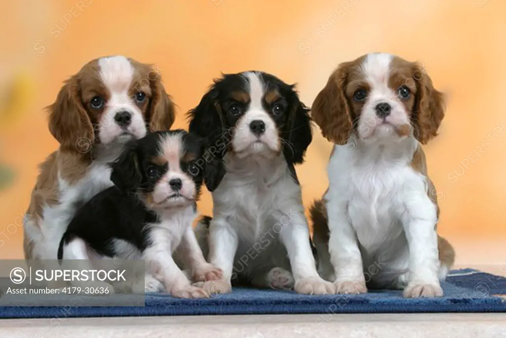 Cavalier King Charles Spaniel, puppies, 7 weeks