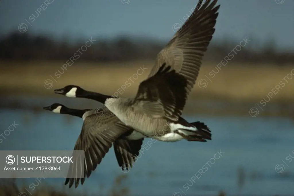 Canada Geese (Branta canadensis) Southern New Jersey