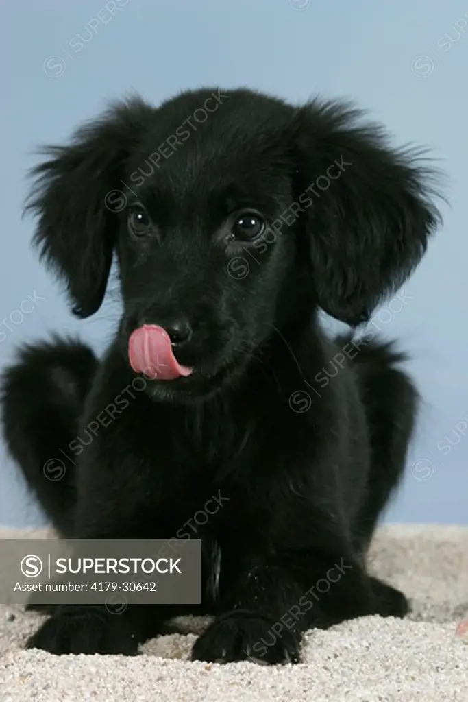 Flat Coated Retriever, puppy, 12 weeks, licking its mouth