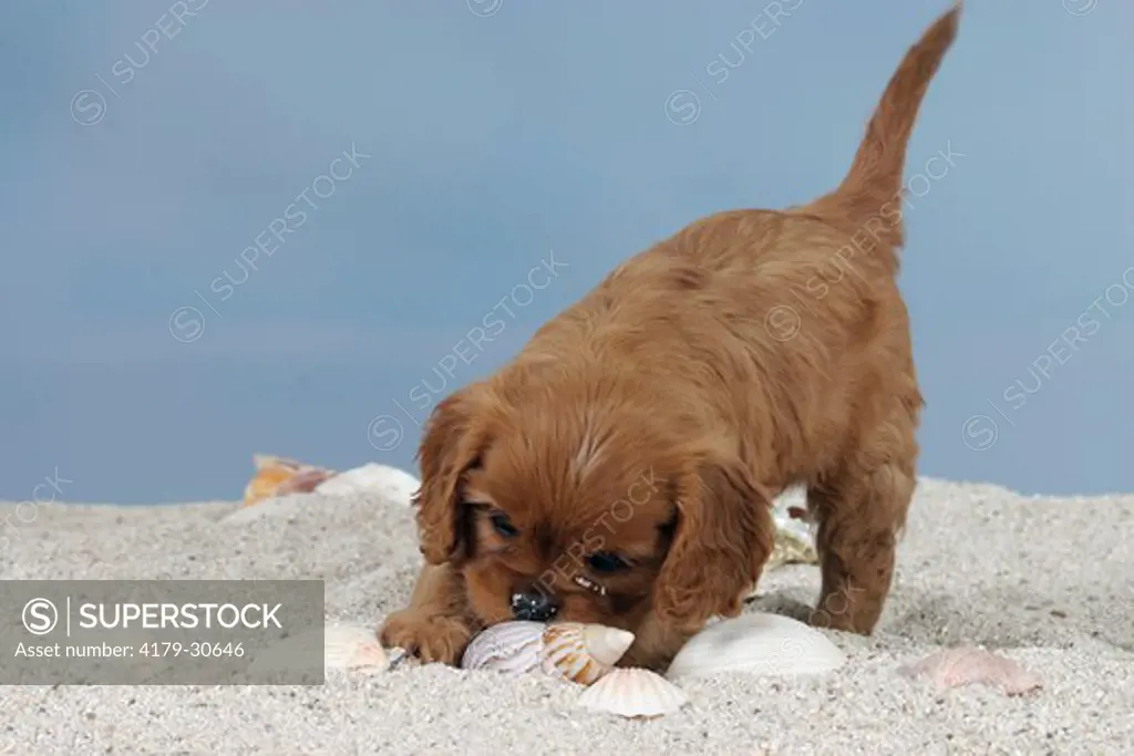 Cavalier King Charles Spaniel, puppy, 6 weeks, ruby