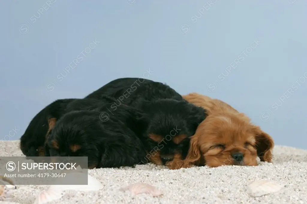 Cavalier King Charles Spaniel, puppies, 6 weeks, sleeping