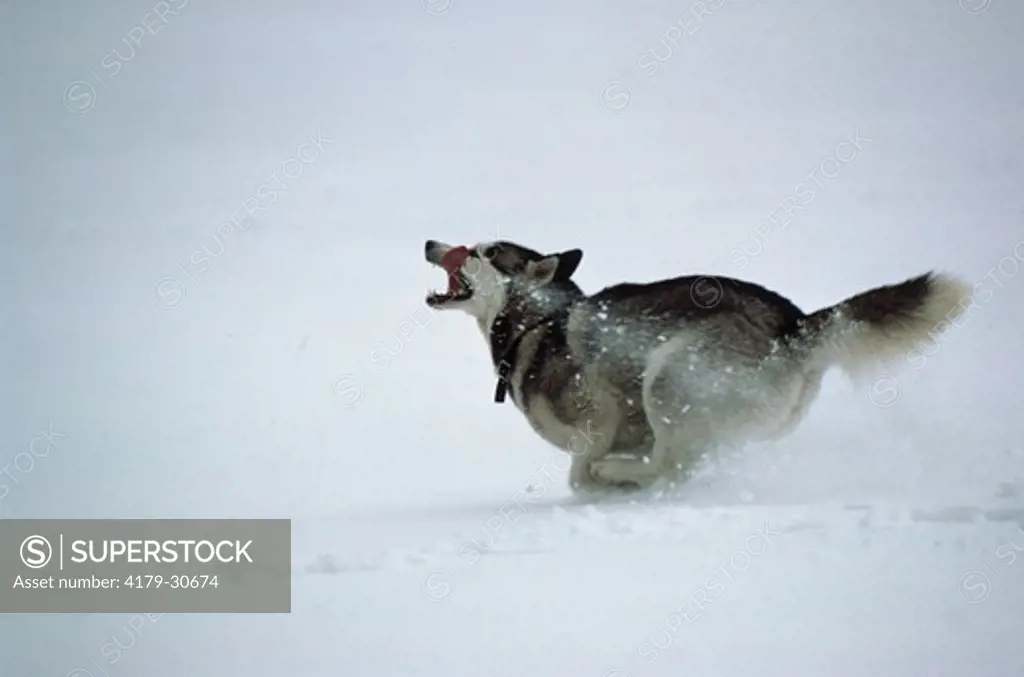 Siberian Husky (Canis familiaris) Running in Snow
