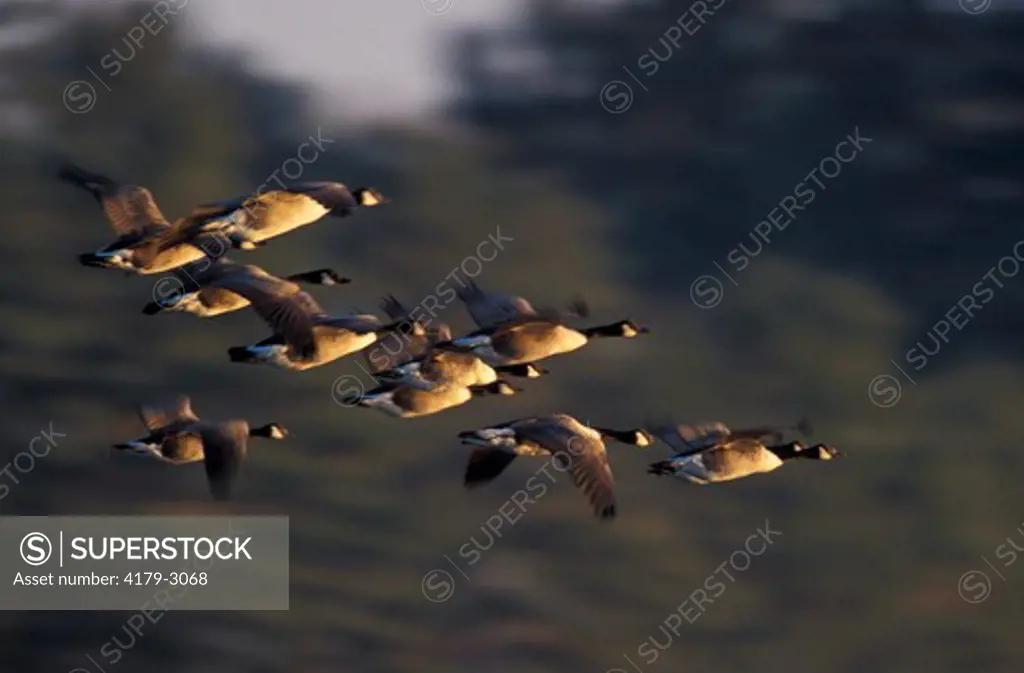 Durham, NH. Canada Geese, Branta canadensis, flying at Great Bay. Adams Point Wildlife Management Area. New Hampshire
