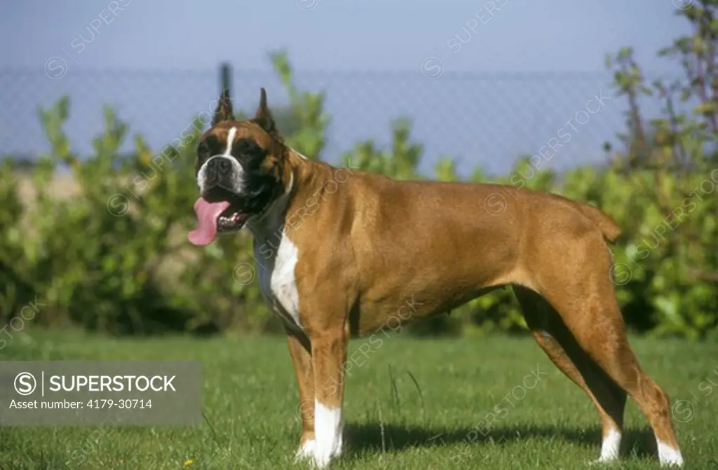 Dog: Boxer