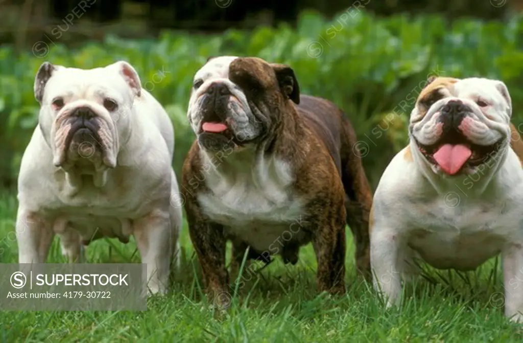 Dog: 3 English Bulldogs