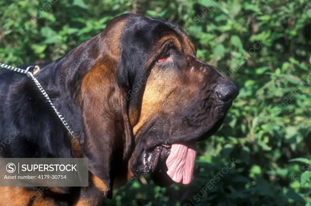 Bloodhound - Chien de St Hubert - Portrait
