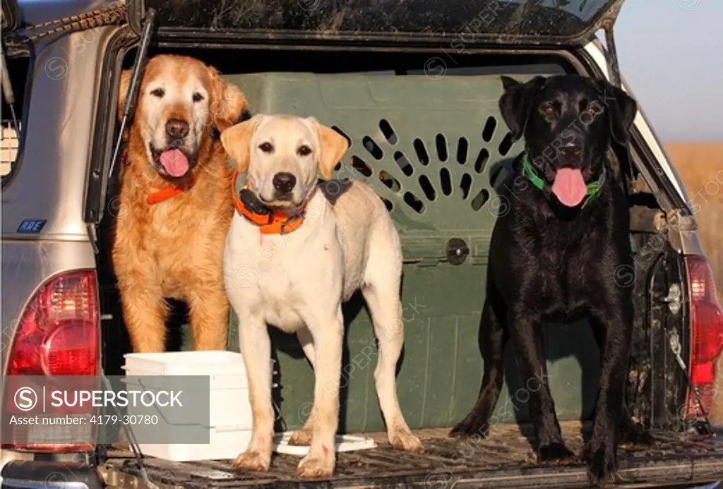 Domestic Dogs, Yellow and Black Labrador with Golden Retriever Eastern Colorado