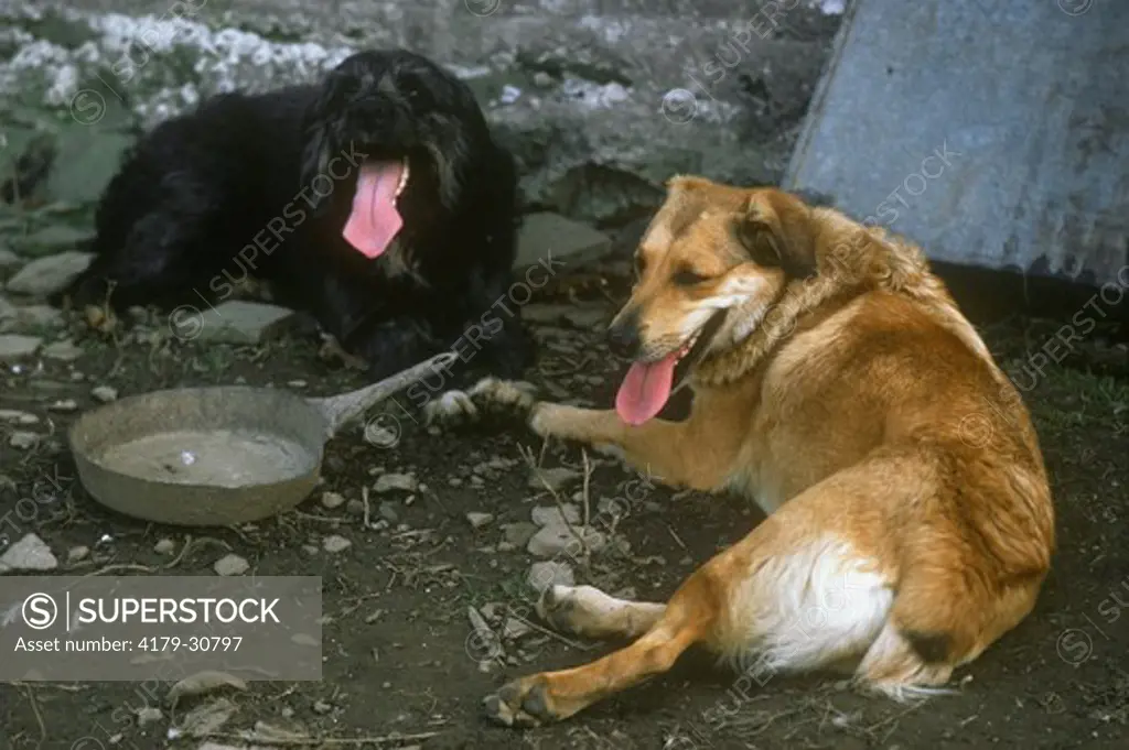 Two Mixed Breed Farm Dogs, Hot & Tired