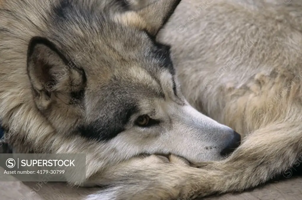 Alaskan Husky, Sled Dog, Denali N.P., AK