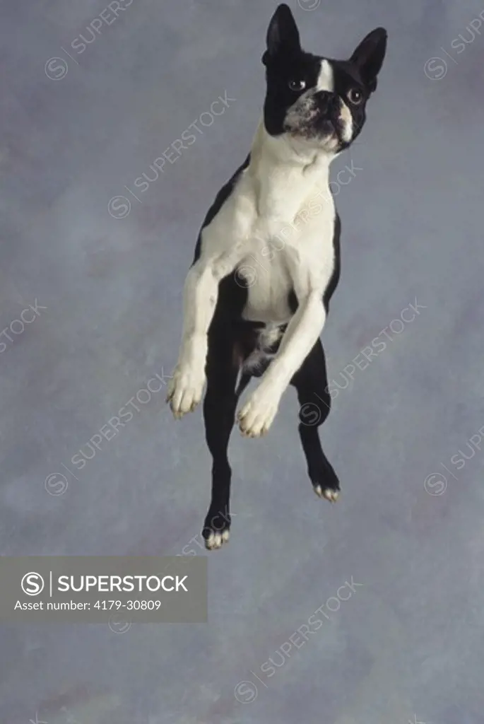 Boston Terrier Dog Leaping in air