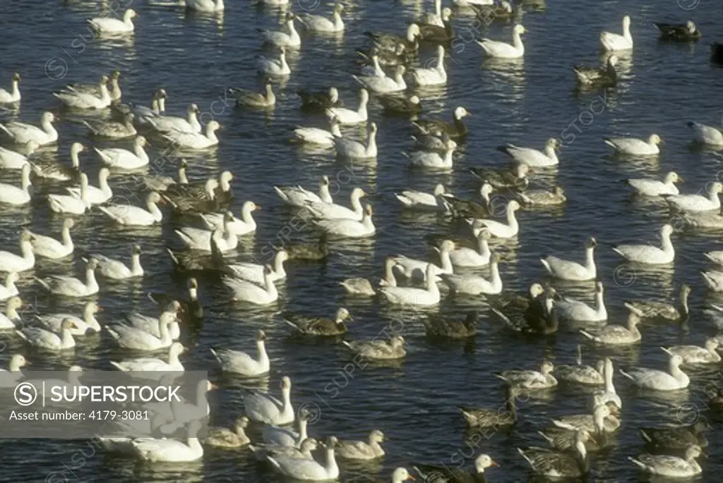 Migrating Snow Geese (Chen caerulescens), November, De Soto NWR, IA, Iowa