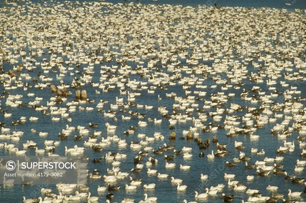 Migrating Snow Geese (Chen caerulescens), November, De Soto NWR, IO, Iowa
