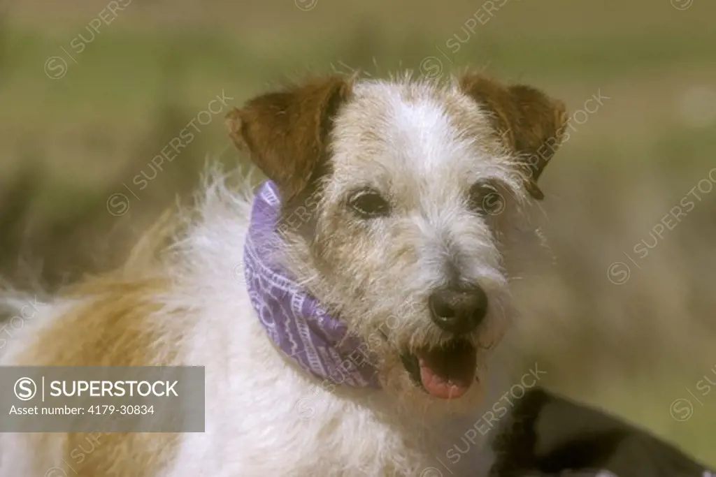 Jack Russell Terrier in Blue Bandana