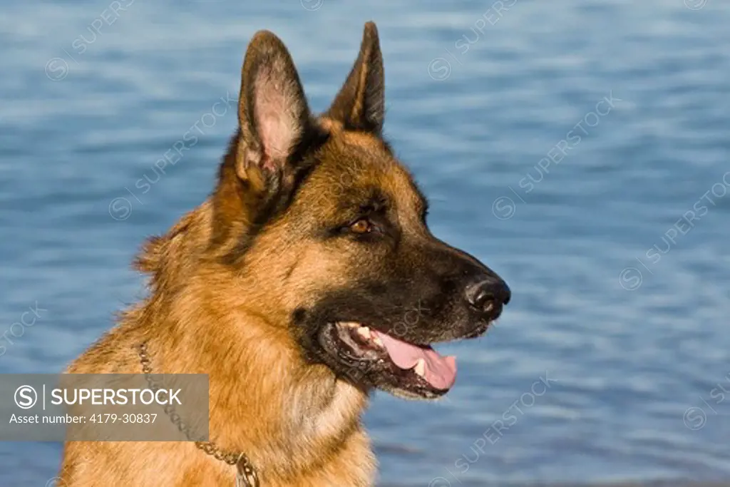 German Shepherd / Alsatian (Canis lupus familiaris) Male at the Beach in southwest Florida. This popular Breed was originally developed for herding sheep.  They are also employed as guide dogs for the blind, police dogs, guard dogs, search & rescue dogs,
