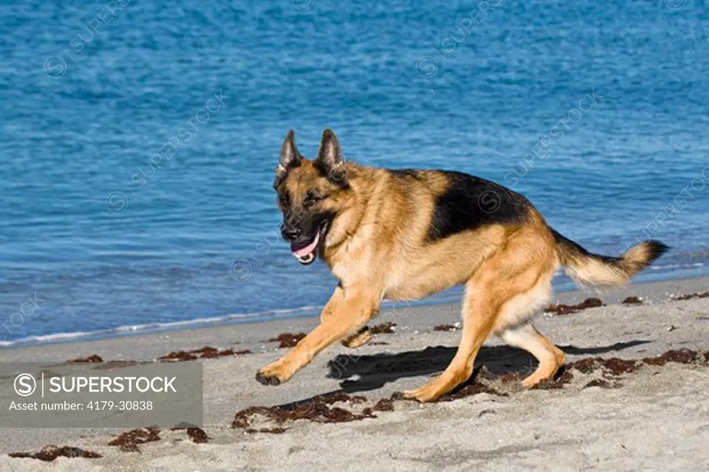 German Shepherd / Alsatian (Canis lupus familiaris) Male running at the Beach in southwest Florida. This popular Breed was originally developed for herding sheep.  They are also employed as guide dogs for the blind, police dogs, guard dogs, search & rescu