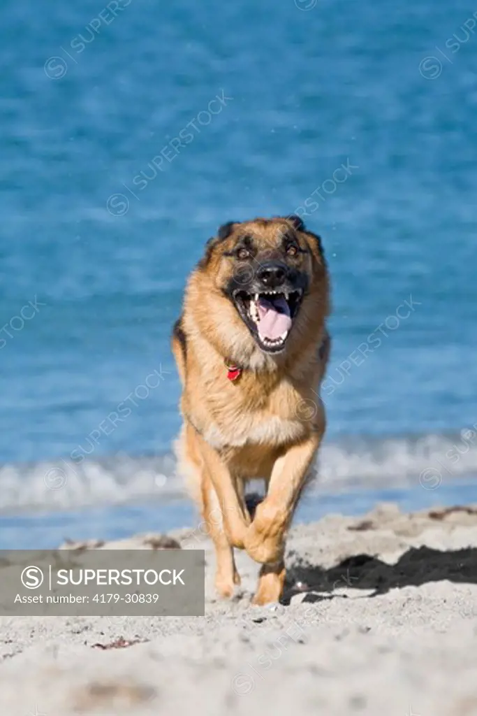 German Shepherd / Alsatian (Canis lupus familiaris) Male running at the Beach in southwest Florida. This popular Breed was originally developed for herding sheep.  They are also employed as guide dogs for the blind, police dogs, guard dogs, search & rescu