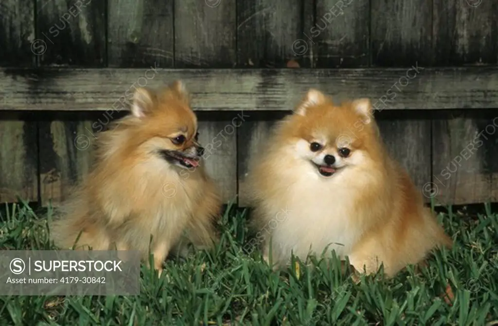 Pomeranian / Toy German Spitz (Canis lupus familiaris), Florida. English breeders reduced the size of this toy breed to 3-7 pounds (1-3 kg) and 7-12 inches (18-30 cm).  MR.