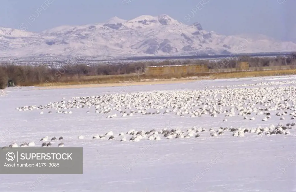 Snow Geese covered in snow (Chen caerulescens) Bosque Del Apache NWR NM