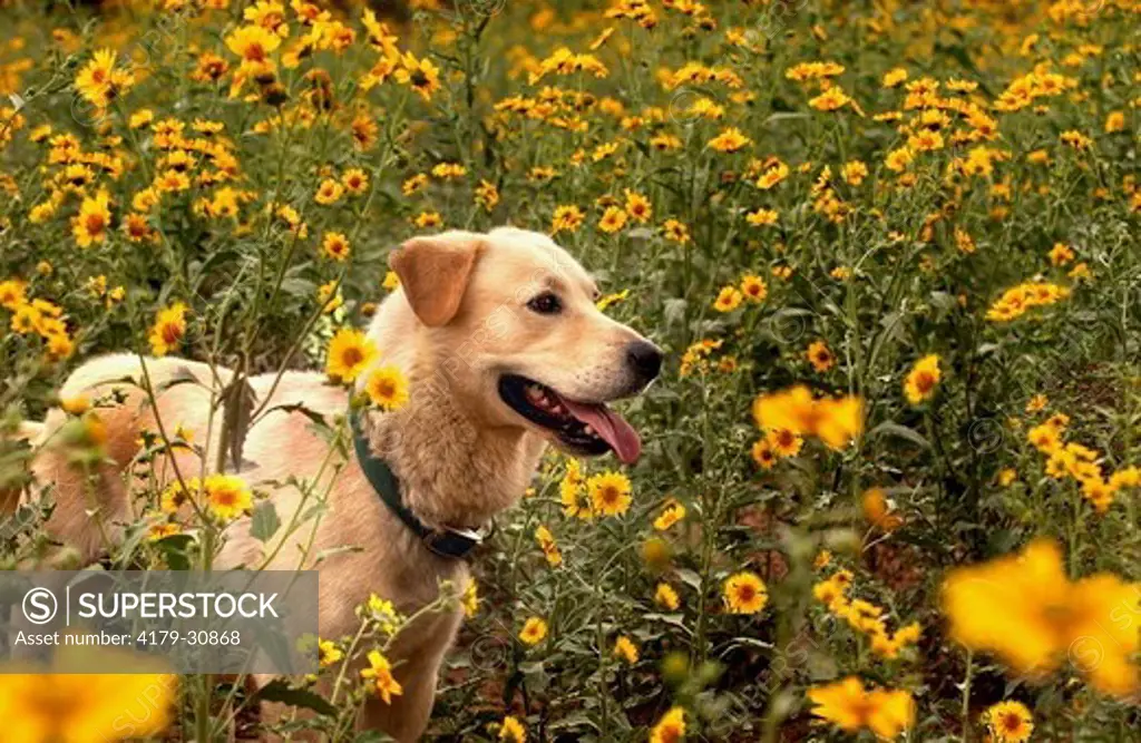 A Yellow Labrador mix stands on a rock with yellow wild flowers behind. Flagstaff, Arizona. 2007