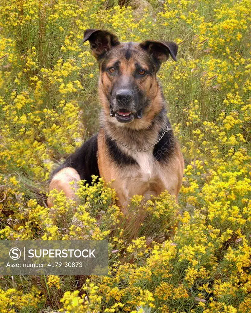A German Shepherd mix finds a comfortable spot in the middle of a field of yellow wild flowers. Flagstaff, Arizona. 2007
