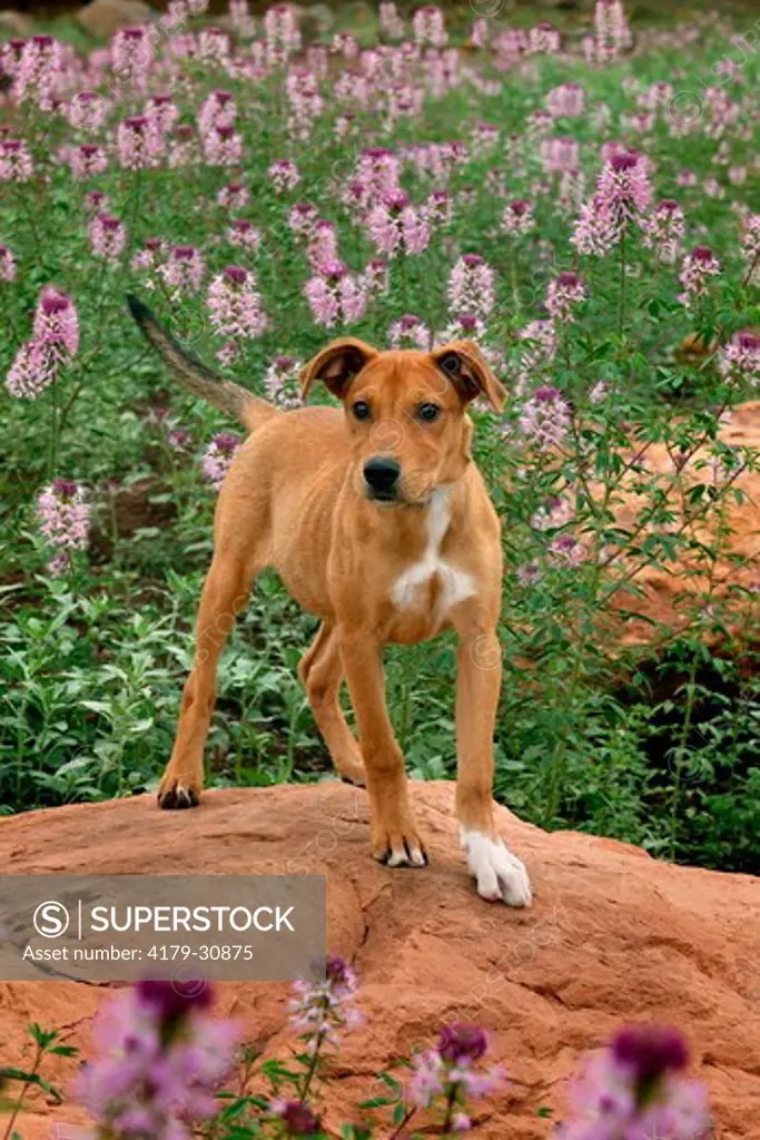 A Pit Bull mix stands tall on a rock in the middle of a field of wild flowers that bloomed right after a monsoon shower in Flagstaff, Arizona. 2007