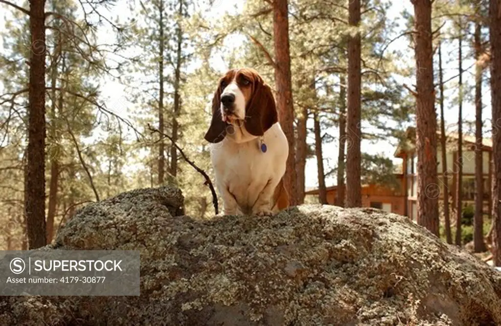 A Bassett Hound stands tall on a rock in Northern Arizona