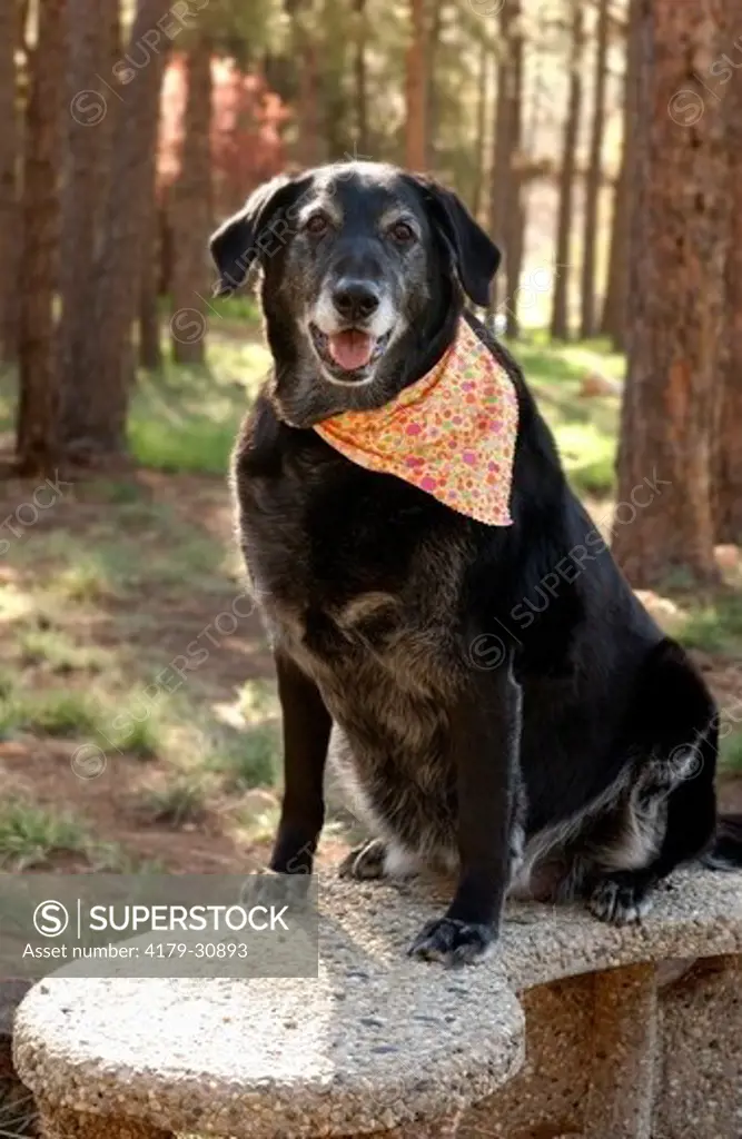 An elderly Black Labrador with a grey muzzle poses outdoors. Flagstaff, Arizona.