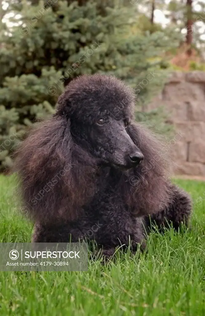 A black Poodle poses outside in green grass with blue spruce behind.